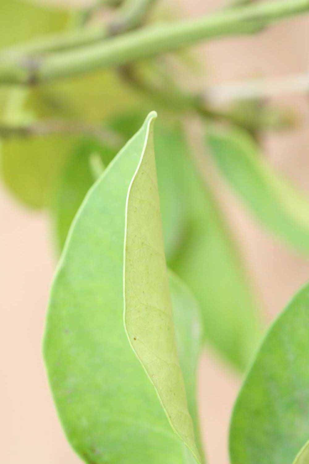              Margin (Riverside, CA)       